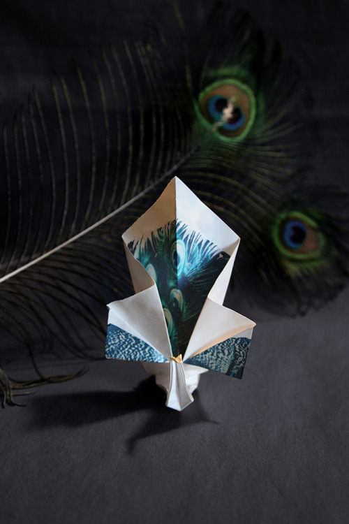 Origami Project II - The Peacock17th of May, 2015.Medium: origami of a peacock, covered by a polaroi
