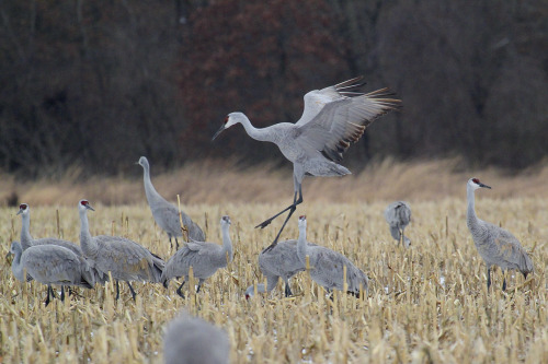 highways-are-liminal-spaces:Cranes overwintering in Jasper County, Indiana