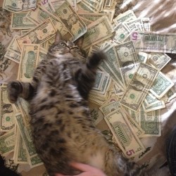 boy-outside:this is the money cat, repost in the next 24 hours and money will come your way!!