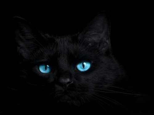 Black Cats — Gorgeous and Amazing! 26 Pictures and Gifs of Beautiful Black Cats! Look ALL 26 picture