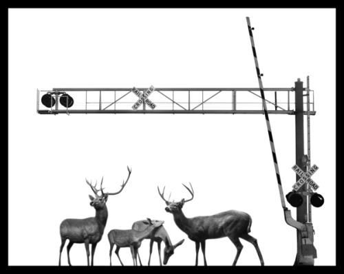 ianbrooks:  Migration by Nick Pedersen It’s really only a matter of time before animals retake the land we stole from them. They’re probably just bidding their time, waiting, and pretending not be capable of organizing and strategizing against us.