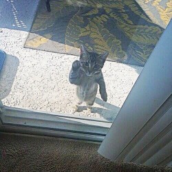 phototoartguy:  “Let me in!”Reddit