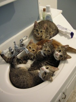 fluffytherapy:  Cats in sinks. 