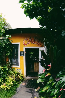 sassafranski:  coffee shops in the middle of the jungle