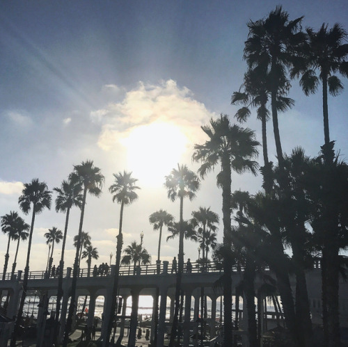 #photography #photooftheday #tree #palmtree #california #sun...