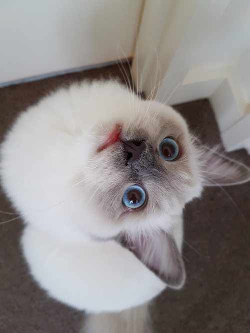 “Whatcha got up there?” Just before pouncing at the phone.