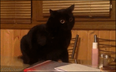 twistedspork:shinywoopwoop:it gets progressively cuterThis cat is trying to evolve into a night fury
