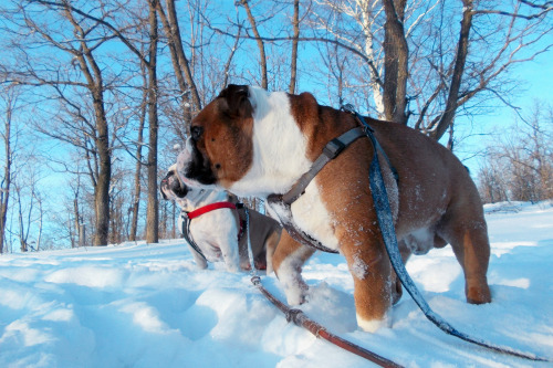Ebglish Bulldogs: Gerome & Churchill