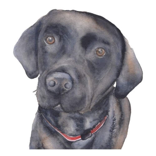 That sweet face! A real pleasure to paint her!Pet portraits, ONLY $75 now through Friday.ORDER H