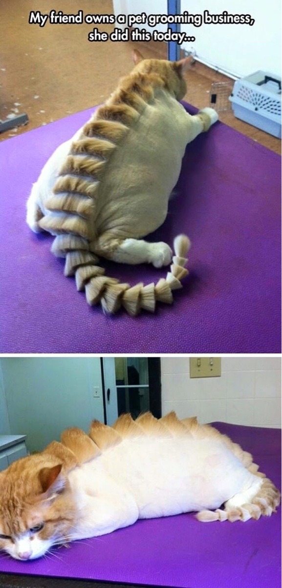 jaidefinichon:  Catosaurus