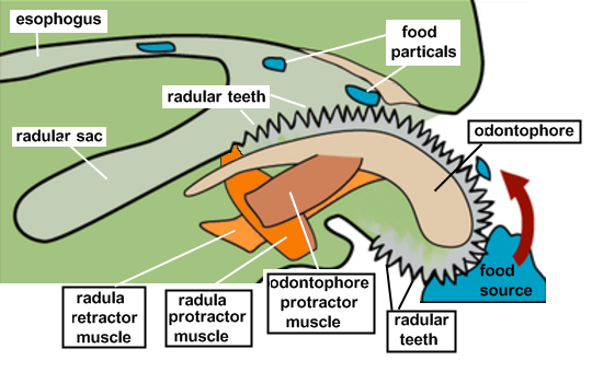 speciesofleastconcern:  bogleech:  pickle-kun:  shitpost-senpai:  wuteriht:  #🐌