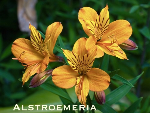 Alright (cracks Knuckles) Time To Look Up What Flowers Mean.