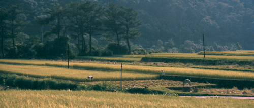 The Green, Green Grass of Home (Hou-Hsiao Hsien, 1982)