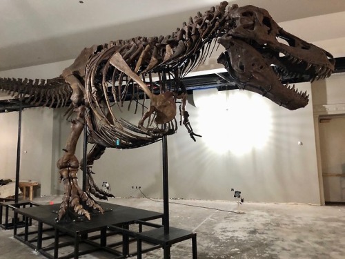 28 years ago today, Sue Hendrickson discovered Sue the T. rex. That means Sue has been with us for a