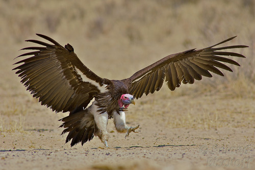 dezzoi:  Turkey Vulture Black Vulture King Vulture Greater and Lesser Yellow Headed
