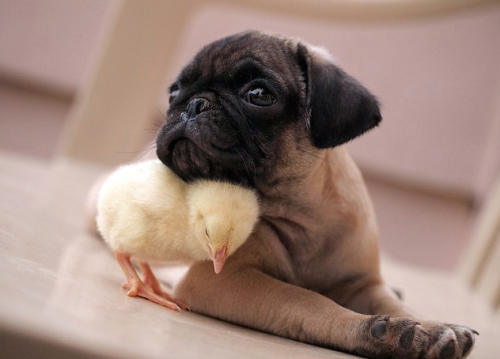 nubbsgalore:puppy pug and chick are best friends.  photos by tim ho  (see also: more interspecies fr