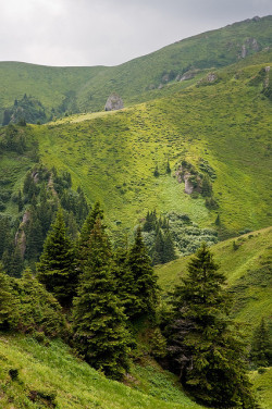 de-preciated:  Green pine trees on mountain