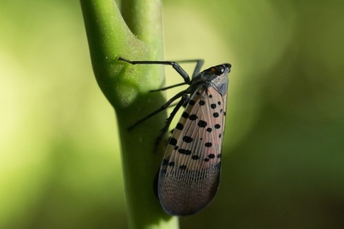 In an effort to keep track of the spreading of the spotted lanternfly, an app called “Squishr” has b