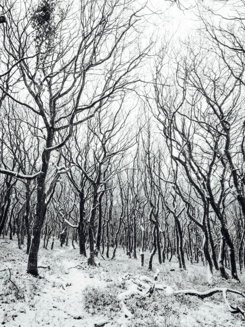 Monochrome In The Woods