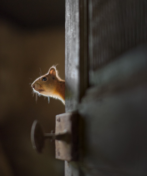 odditiesoflife:  Abandoned Cottages in the Woods Overtaken by Animals In a series titled Once Upon a Home, photographer Kai Fagerström captured the new residents of abandoned cottages in the woods. After residents had passed away or relocated, a group