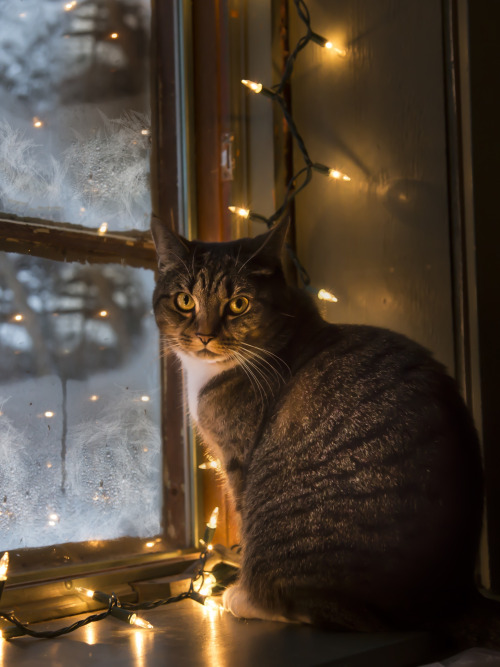 coffee-tea-and-sympathy:Merry Catmas, part 3 | photography by Dockside Colors || Anna Averianova || 