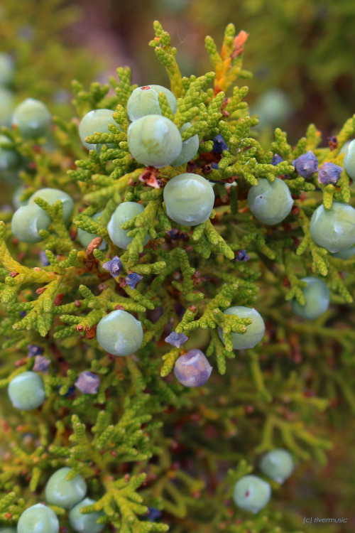 rivermusic:  Juniperus colorfulus berrius ;) Utah Juniper in the Bighorn Mountains photo by rivermus