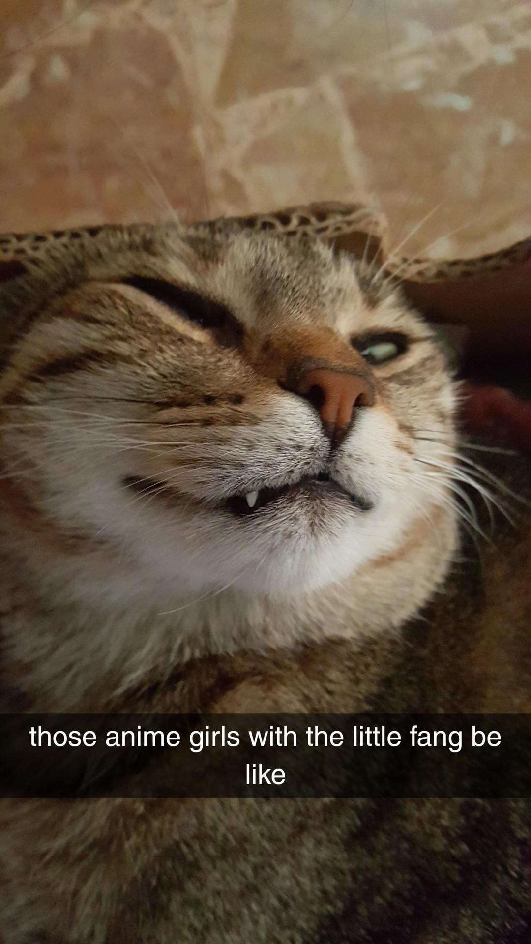 quality pictures of my cat 