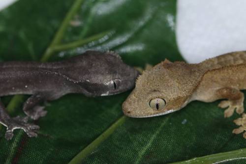 redriyo:Axanthic Crested Geckos finally hatched!We are incredibly proud and pleased to announce that