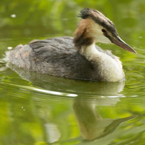 Great Crested Grebes are such odd birds and can be a right pain to watch when they&rsquo;re divi