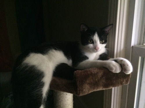 catscatsandcatsandmorecats:catscatsandcatsandmorecats:@mostlycatsmostly this is milo hanging out on 