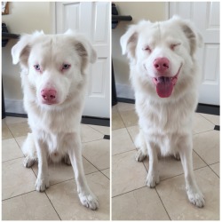 dxnversalex:  viralthings: Before and after I sign good boy to my deaf dog 