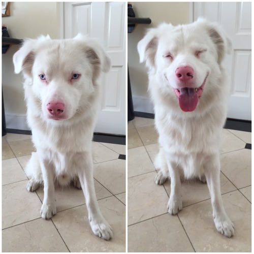 dxnversalex:viralthings:Before and after I sign good boy to my deaf dog