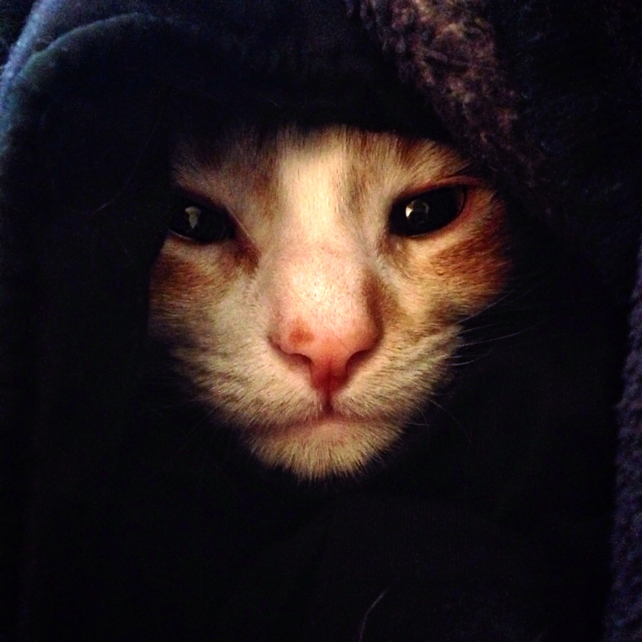 catsbeaversandducks:  May The Force Be With These 10 Jedi Khajiits “If you have