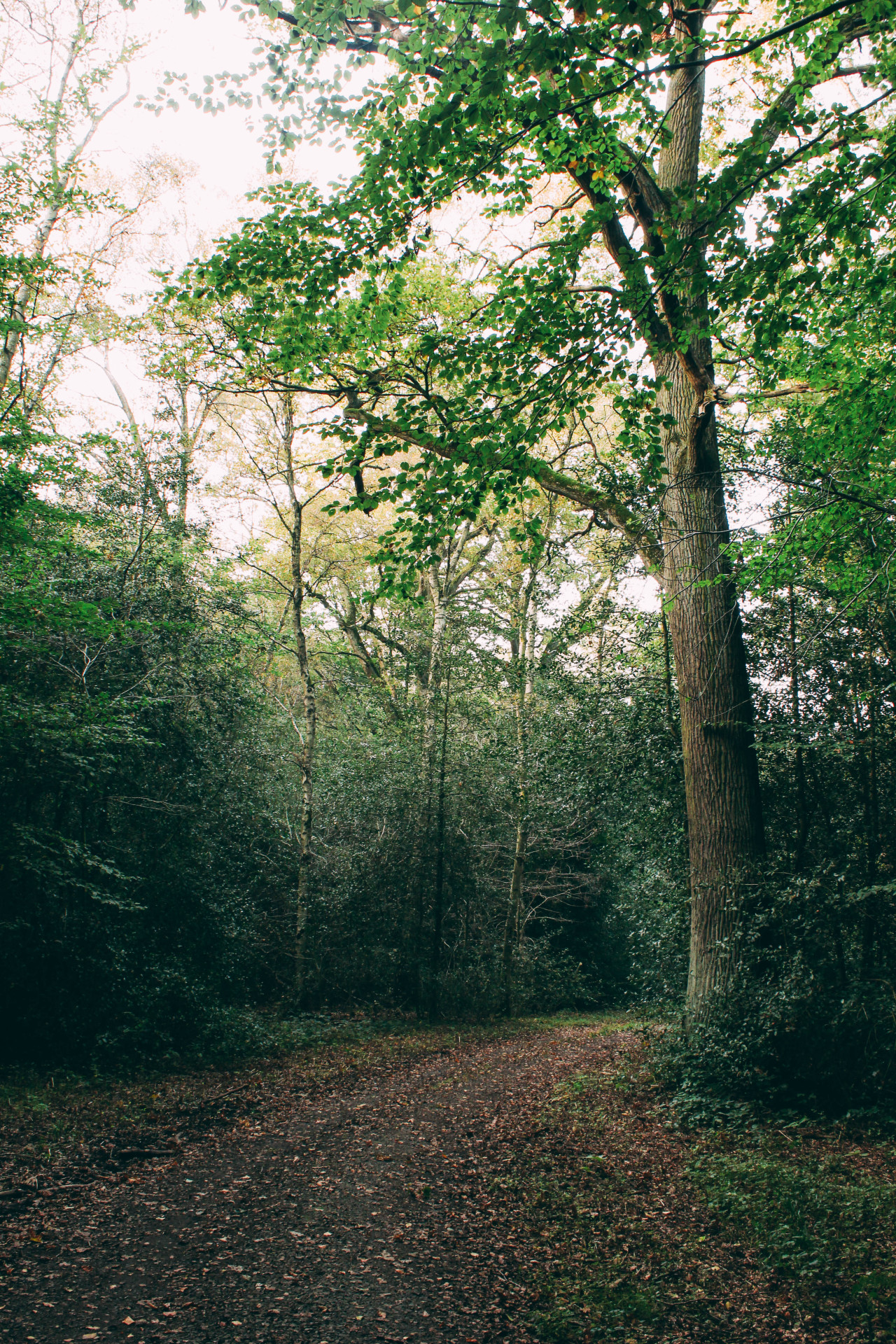 olli-dressler:  Photographer