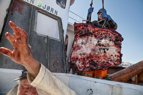 skandinaviskhet:“Last of the Viking Whalers” — a way of life drawing to a close on the Lofoten Islan