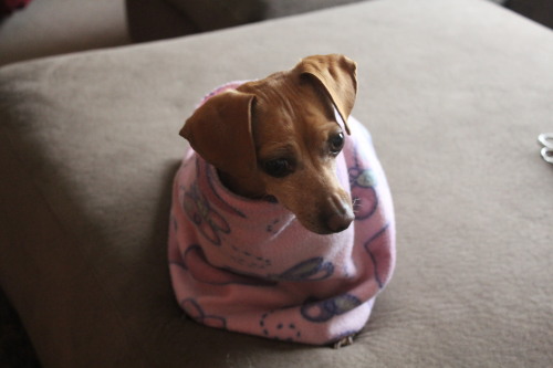 that-dog:the baby is cozy