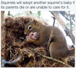 therelatabletexts:  baby animals blog