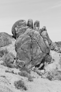 mishproductions:   Joshua Tree National Park  