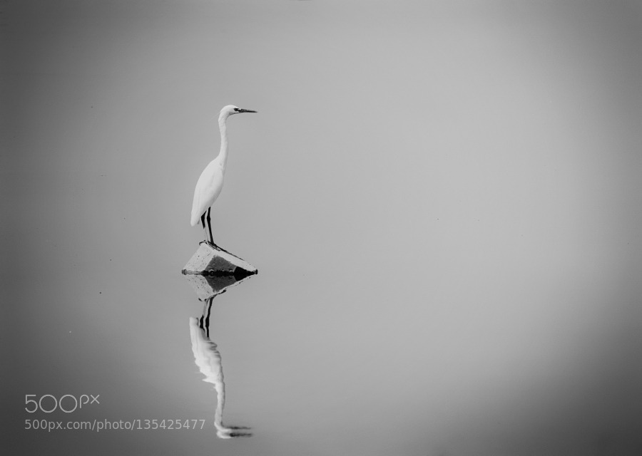 morethanphotography:  Alone by Ahmedsth 