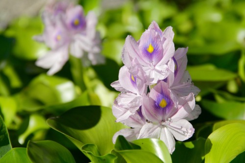 8.23.16 - Eichhornia crassipes (water hyacinth).