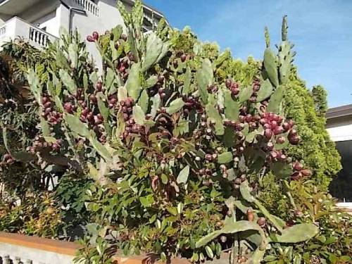 South italian plants. Feat.; Mediterranean sea - trees, agaves and opuntias along seashore (fot.: 9,