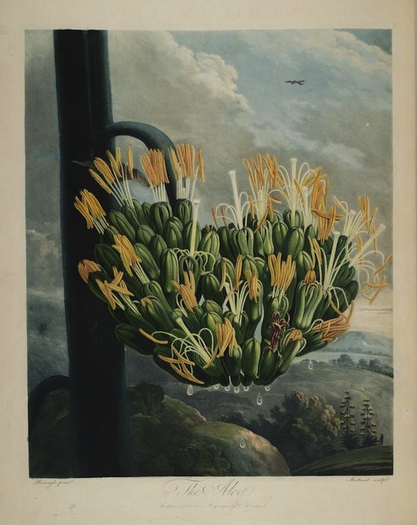 darksilenceinsuburbia:    Robert John Thornton // Temple of Flora, 1807  “The Temple