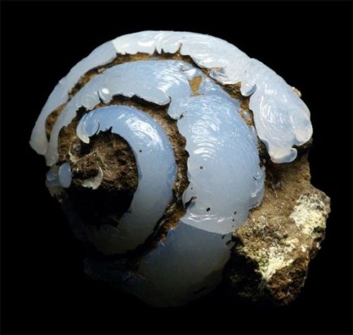 wike-wabbits:Snail fossil that has completely transformed into Opal