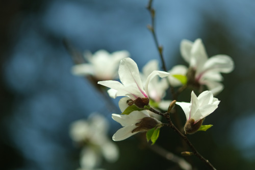 bluenote7: Magnolia