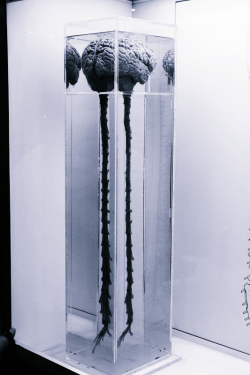 pinkera:The Central Nervous System, containing the brain and spinal cord.