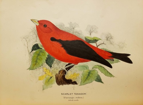 Scarlet tanagerFrom: Baird, Spencer Fullerton, 1823-1887. A history of North American birds. Boston 