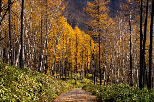 Photo At Nikko National Park,Tochigi Pref,Japan