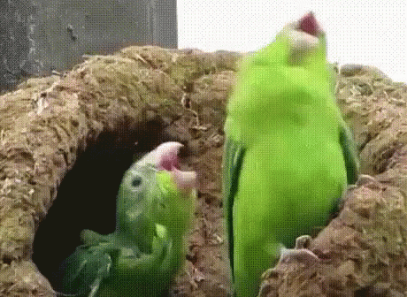 The Parrot Wouldve Gotten Me Punished Cuz I Wouldve Broke Out Laughing At That Lmao