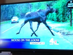 allyson-wonderlnd:  wefoundl0v3inthechevyimpala:  BREAKING NEWS! This just came on the tv and I almost peed my pants and my dad doesn’t understand why I’m laughing…  RUN SAM, RUN!  It&rsquo;s funny online but damn scary in real life O.O  just sayin&rsquo;