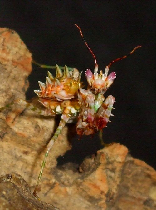 venomthroughtheveins: Psuedocreobotra wahlbergii (Spiny Flower Mantis)